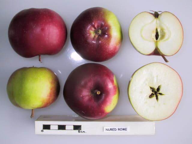 Nured Rome apple