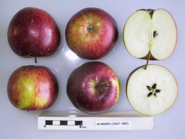 Warden apple
