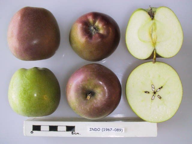 Indo apple