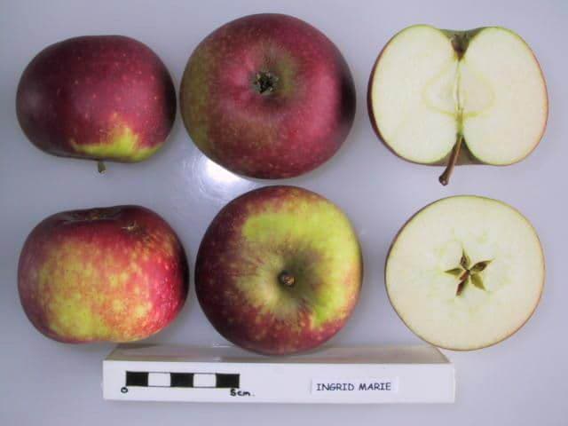 Ingrid Marie apple