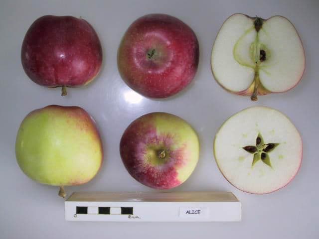 Alice apple