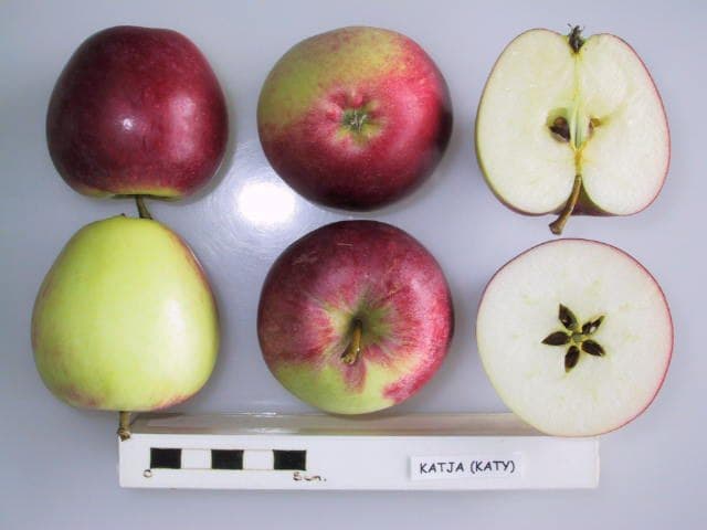 Katja apple