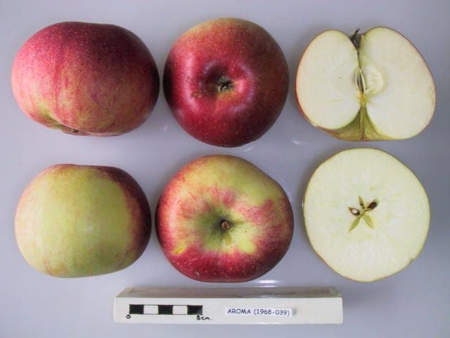 Aroma apple