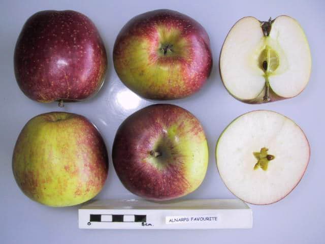 Alnarps Favorit apple