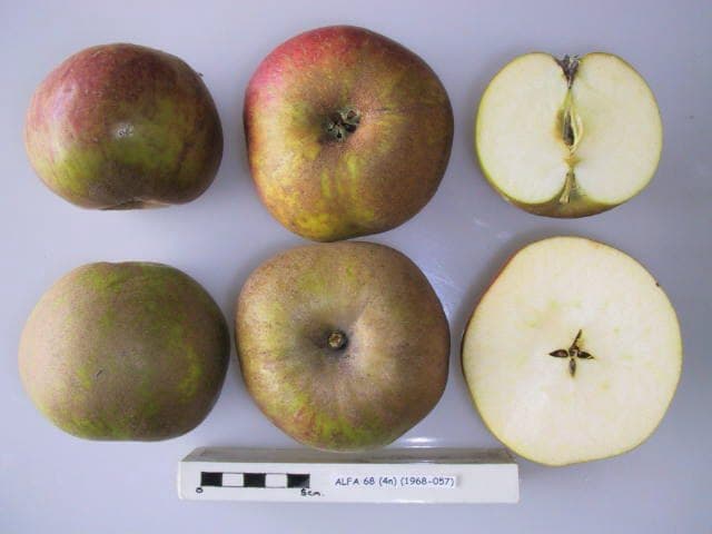 Alfa 68 apple