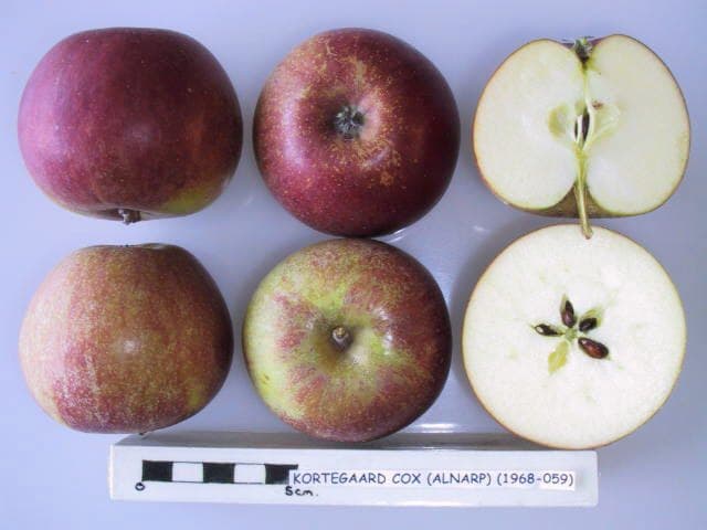 Kortegaard Cox apple