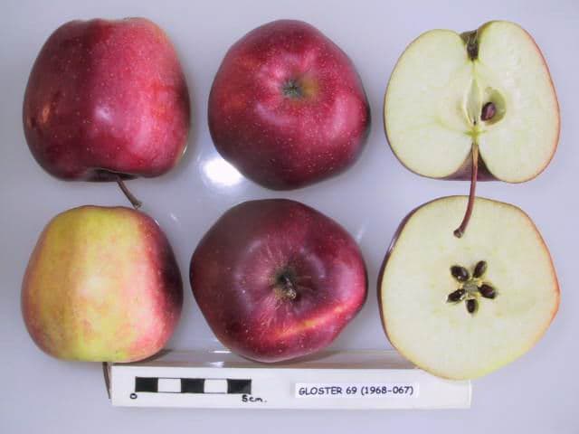 Gloster 69 apple