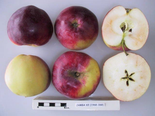 Jamba 69 apple