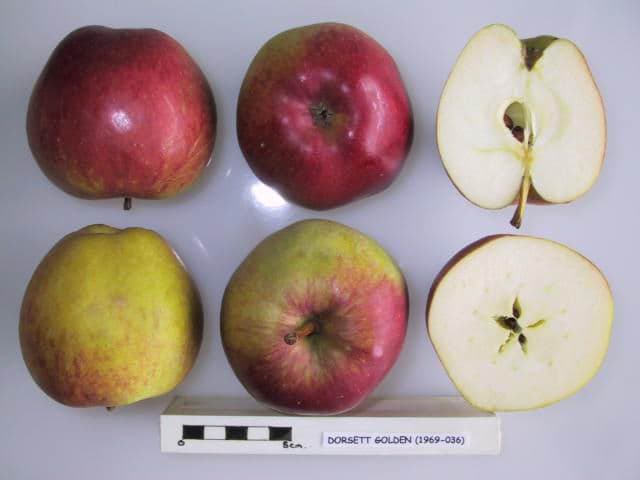 Dorsett Golden apple