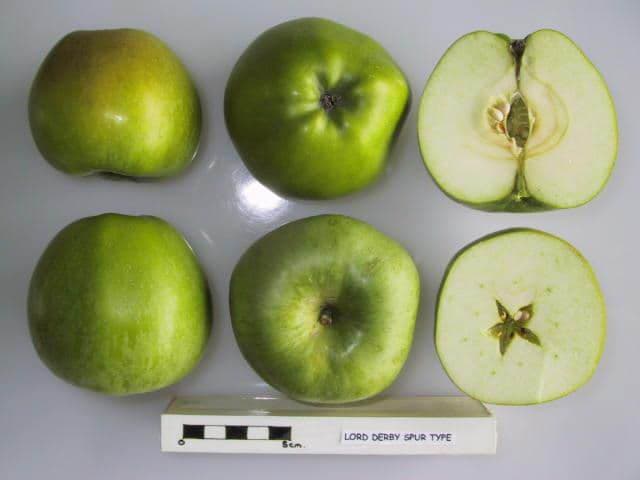 Lord Derby Spur Type apple