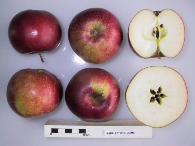 Barkley Red Rome apple
