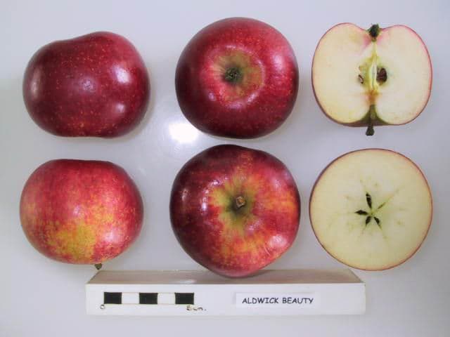 Aldwick Beauty apple
