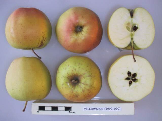 Yellospur apple