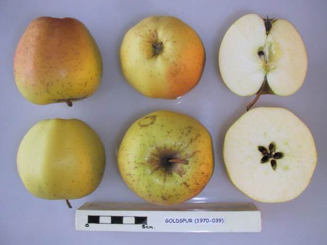 Goldspur apple
