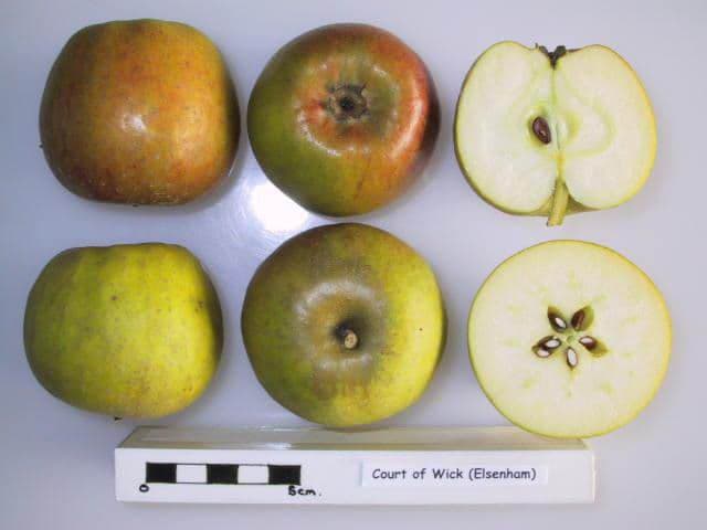 Court of Wick apple