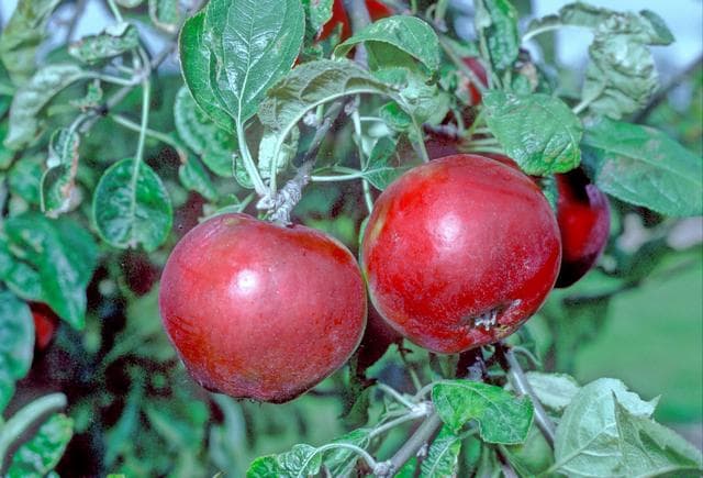Jerseymac apple