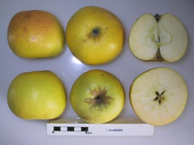 Charden apple