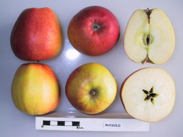 Maigold apple