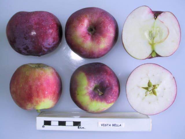Vista Bella apple