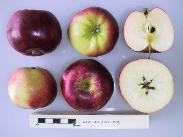 Raritan apple