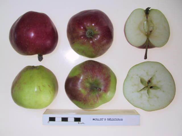 Mollie's Delicious apple