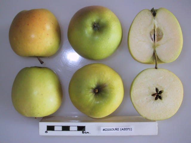 Missouri apple