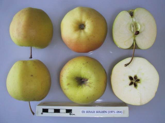 Ed Gould Golden apple
