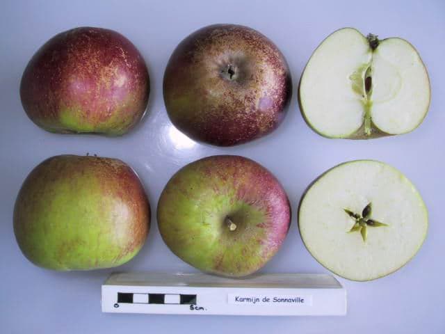 Karmijn de Sonnaville apple