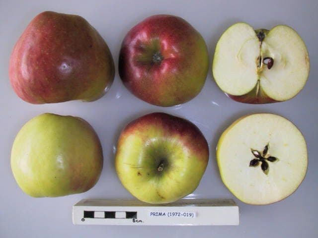 Prima apple