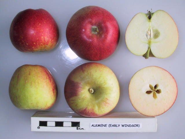 Alkmene apple