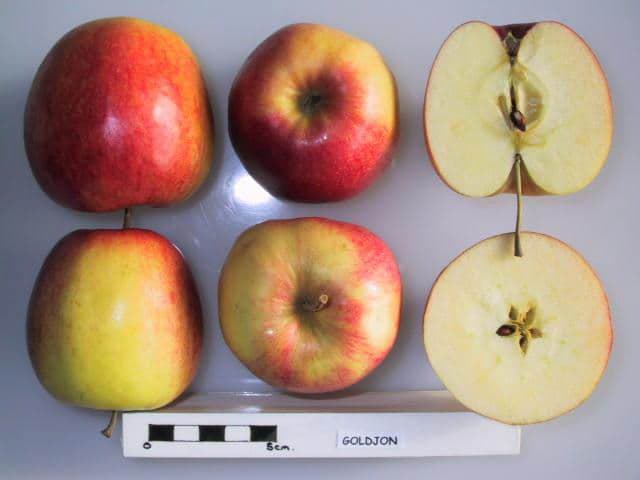 Goldjon apple
