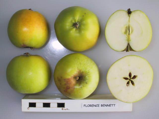 Florence Bennett apple