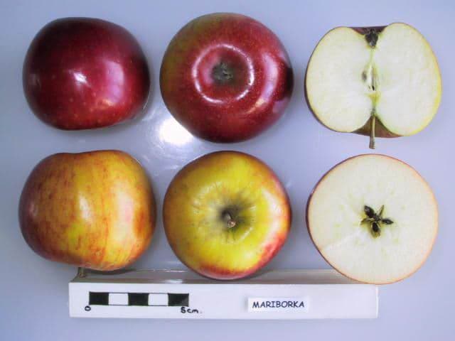 Mariborka apple