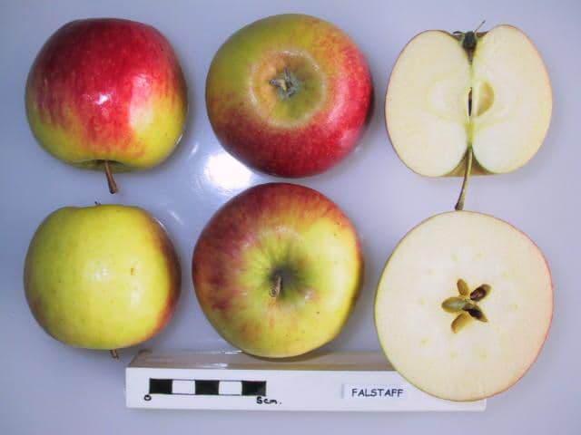Falstaff apple
