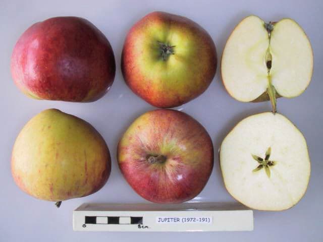 Jupiter apple