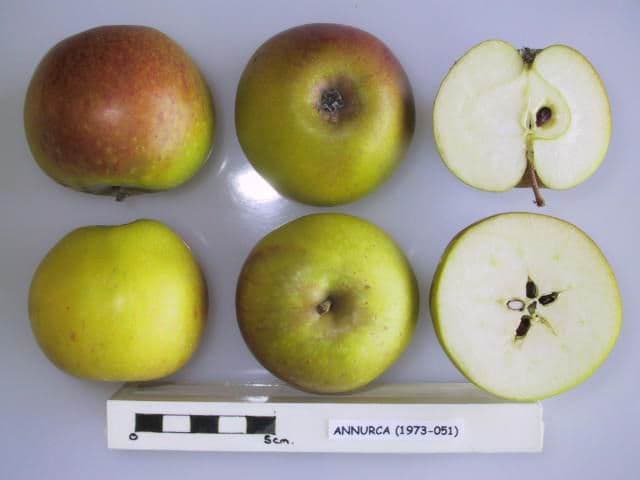 Annurca apple