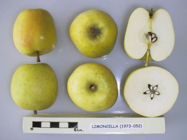 Limoncella apple
