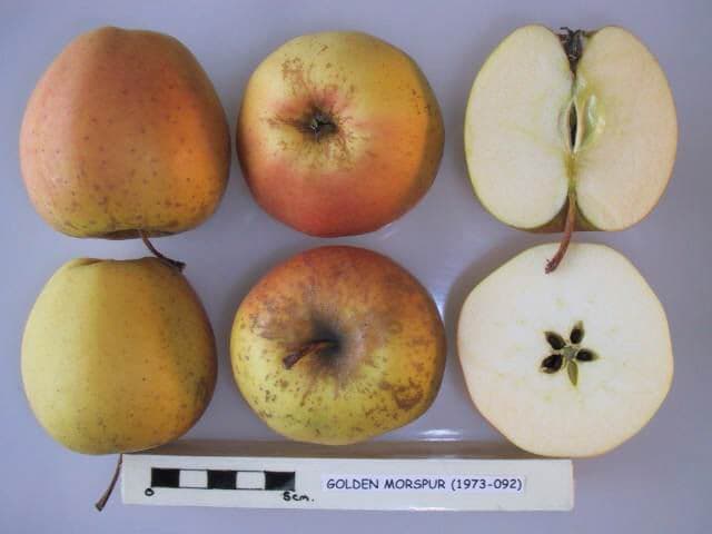 Golden Morspur apple