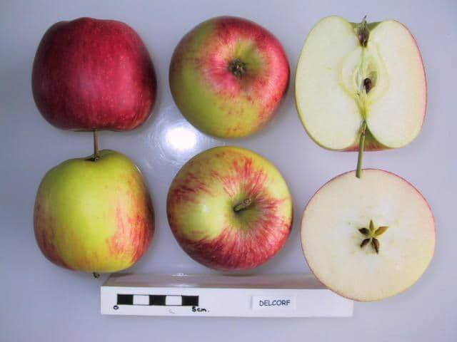 Delcorf apple