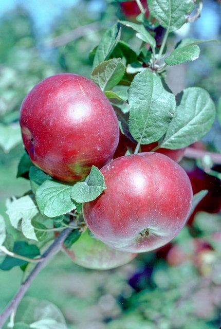 Estiva apple