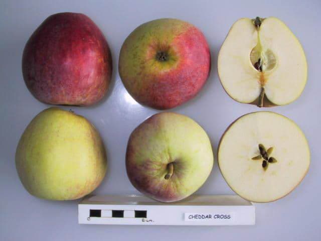 Cheddar Cross apple