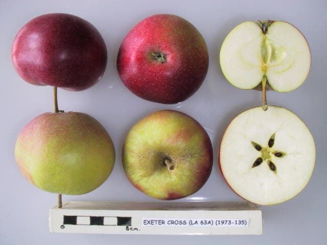 Exeter Cross apple