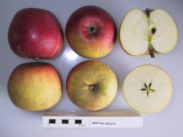 Merton Beauty apple
