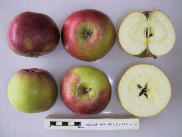 Newton Wonder apple