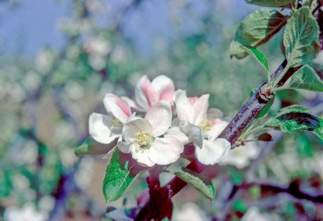 Ribston apple