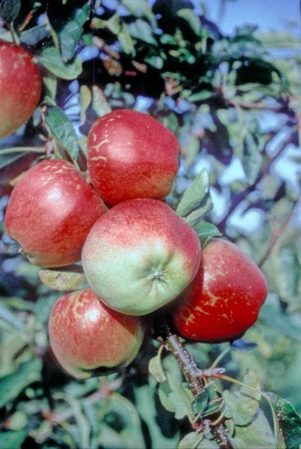 Kidd's Orange Red apple