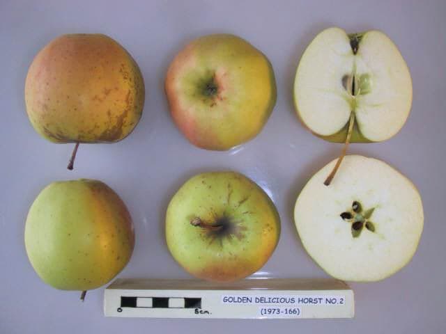 Golden Delicious Horst No.2 apple