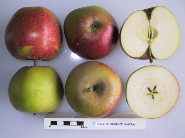 Belle de Boskoop apple