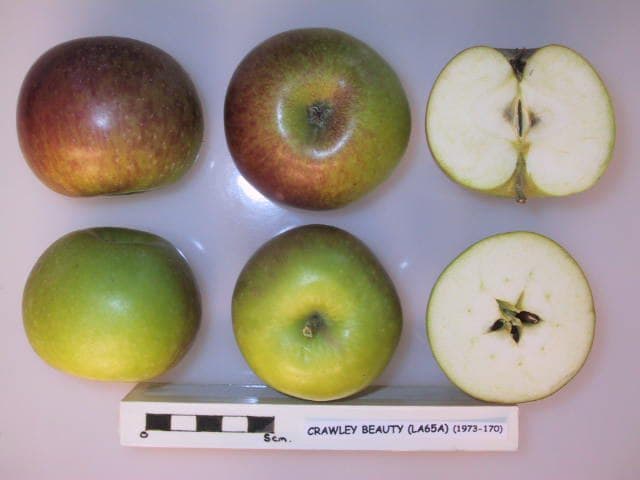 Crawley Beauty apple