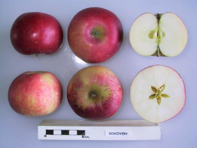 Discovery apple